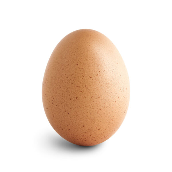 Oeufs élevage, plateau 30 pcs